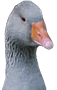 HONK!